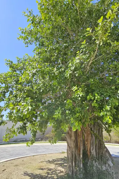 Terreno en venta en Chablekal, Mérida — foto 3 de 20