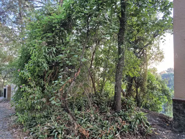 Terreno en venta en Del Bosque, Cuernavaca — foto 2 de 8
