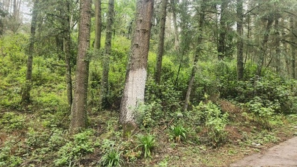 Terreno en venta en Pueblo Nuevo, Mineral del Monte — foto 2 de 10