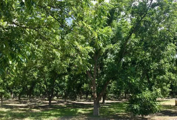 Terreno en venta en Parras de la Fuente Centro, Parras — foto 3 de 8