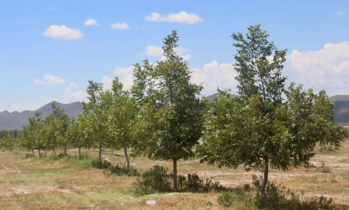 Finca-Rancho en venta en Barrio de La Loma, Parras — foto 1 de 10
