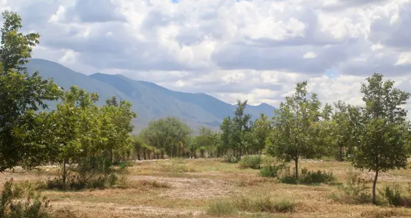 Finca-Rancho en venta en Barrio de La Loma, Parras — foto 2 de 10