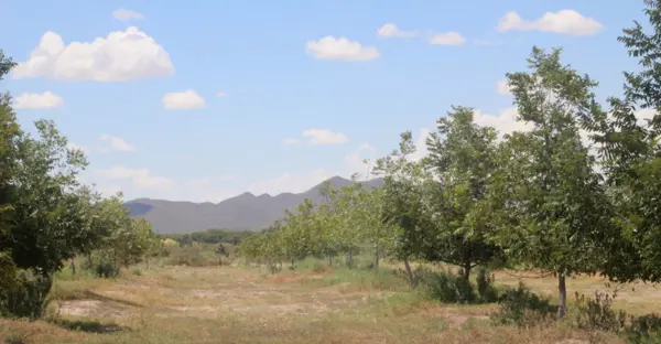 Finca-Rancho en venta en Barrio de La Loma, Parras — foto 3 de 10