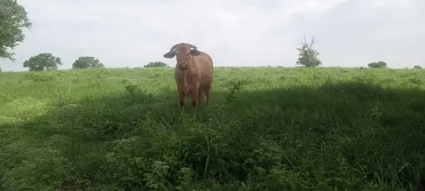 RANCHO GANADERO EN VENTA SOTO LA MARINA  TAMAULIPAS