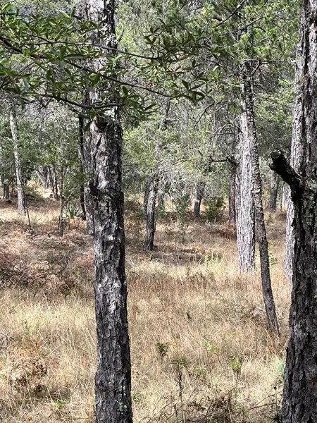 Terreno en venta en Huachichil (El Huache), Arteaga — foto 3 de 8