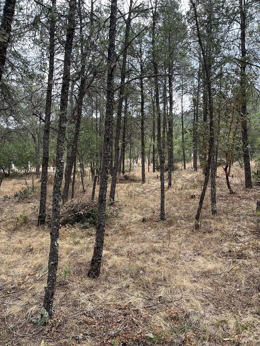 TERRENO CAMPESTRE EN VENTA HUACHICHIL ARTEAGA COAHUILA TERRENO CAMPESTRE EN VENTA HUACHICHIL ARTEAGA COAHUILA
