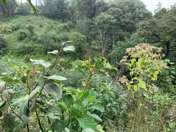 Terreno en venta en Lindavista, Teziutlán — foto 2 de 13