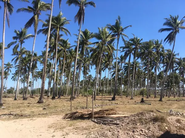 Terreno en venta en Novillero, Tecuala — foto 3 de 4