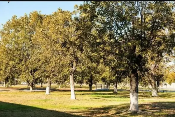 Terreno en venta en Las Trojes, Torreón — foto 3 de 5