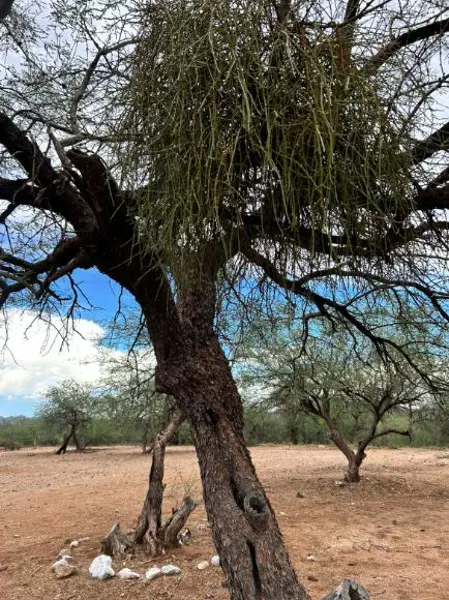 Terreno en venta en Ranas, Lampazos de Naranjo — foto 3 de 4