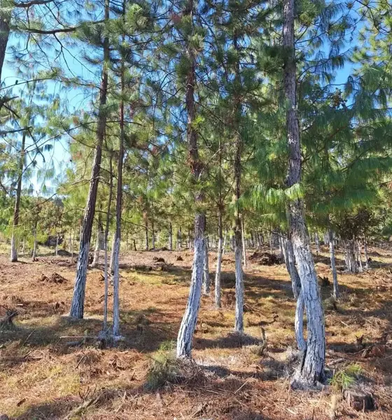 Terreno en venta en Las Lajas (Segunda Sección), Zacatlán — foto 3 de 11