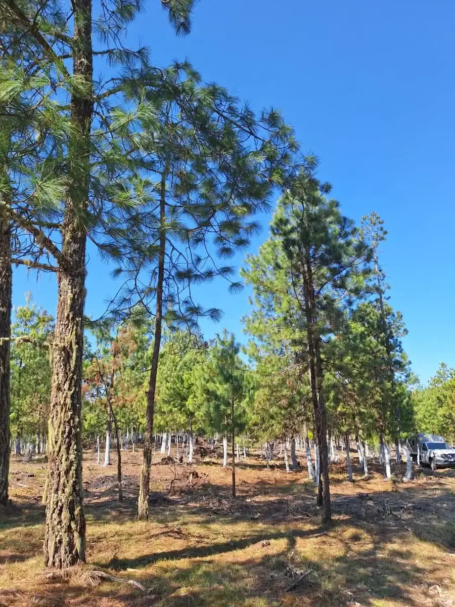 Terreno en venta en Las Lajas (Segunda Sección), Zacatlán — foto 1 de 11