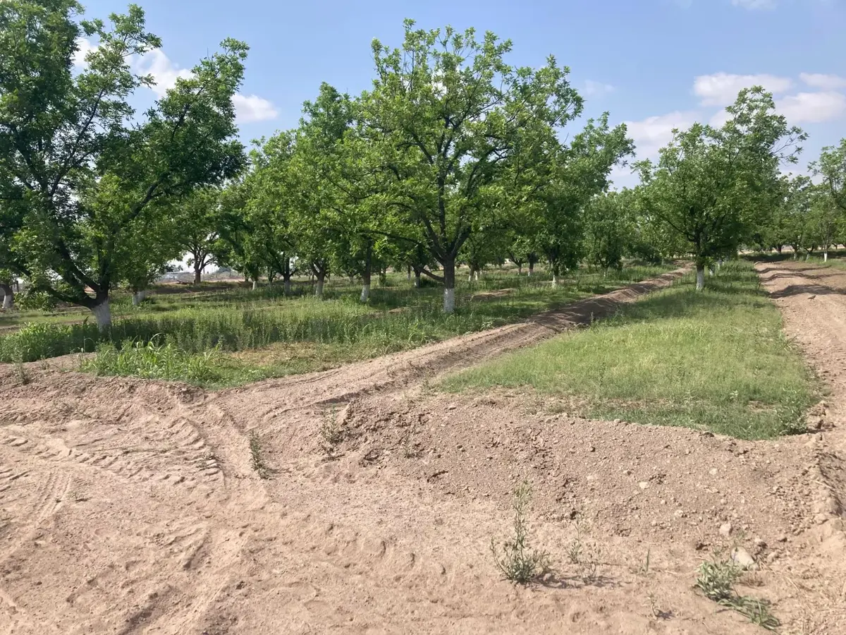 Finca-Rancho en venta en San Pedro Centro, San Pedro — foto 1 de 5