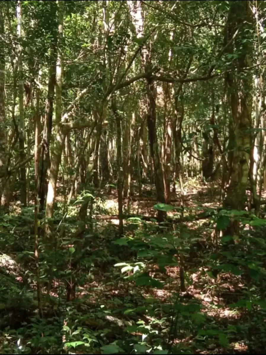 Terreno en venta en Chunyaxché, Felipe Carrillo Puerto — foto 1 de 5