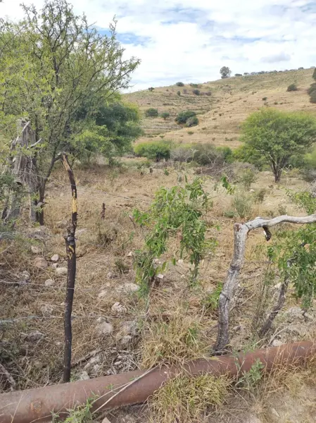 Terreno en venta en Colomos, Calvillo — foto 3 de 10