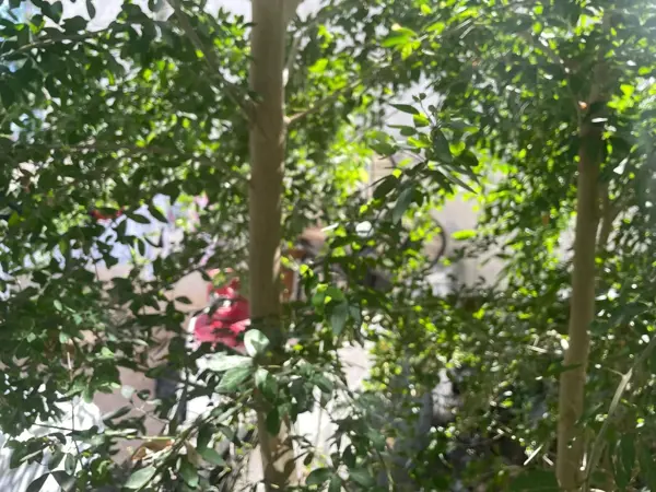 Casa en venta en Valle Alto, Culiacán — foto 3 de 10