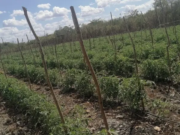 Finca-Rancho en venta en Yobaín, Yobaín — foto 2 de 16