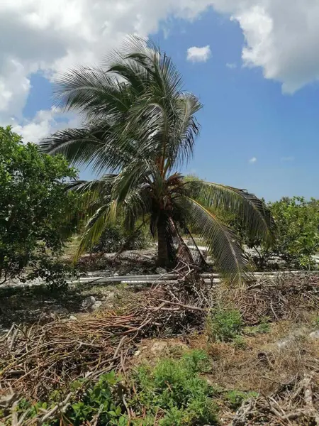 Finca-Rancho en venta en Yobaín, Yobaín — foto 3 de 16