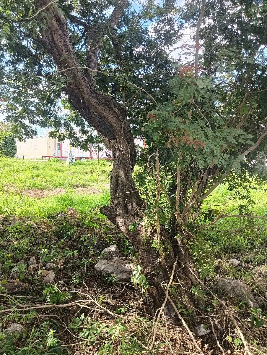 Terreno en renta en Kanasín Centro, Kanasín — foto 1 de 7