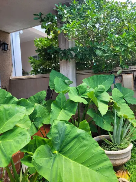 Casa en venta en Merida Centro, Mérida — foto 2 de 19
