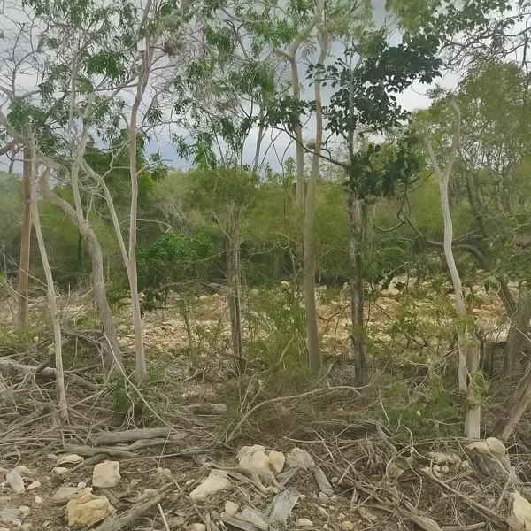 Terreno en venta en Chuburna Puerto, Progreso — foto 3 de 9
