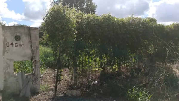 Terreno en venta en Conkal, Conkal — foto 3 de 15