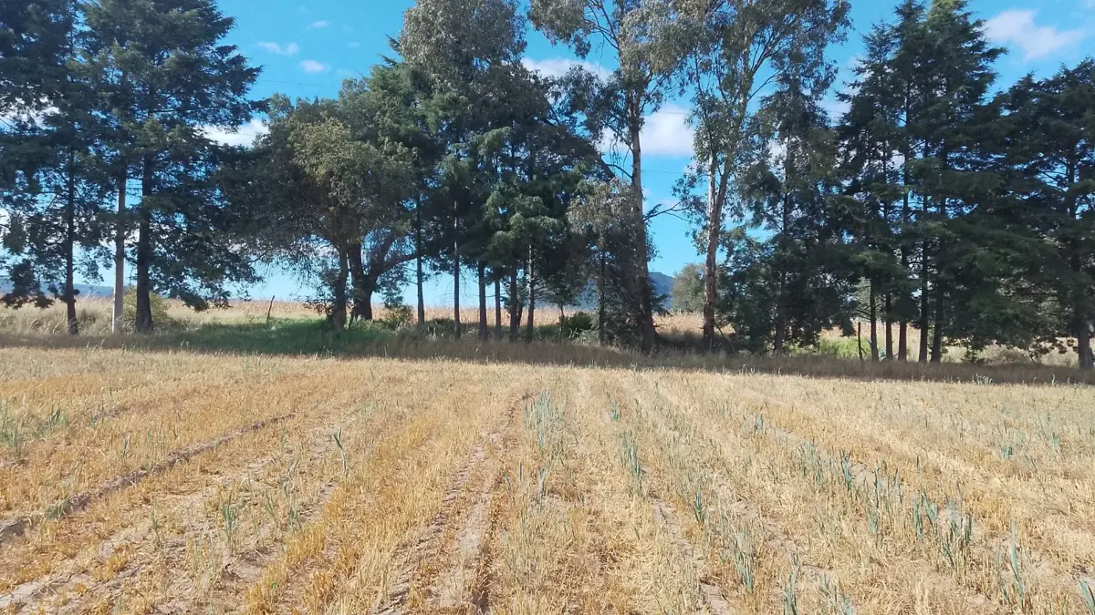 Terreno en venta en San Mateo Inophil, Tzompantepec — foto 1 de 2