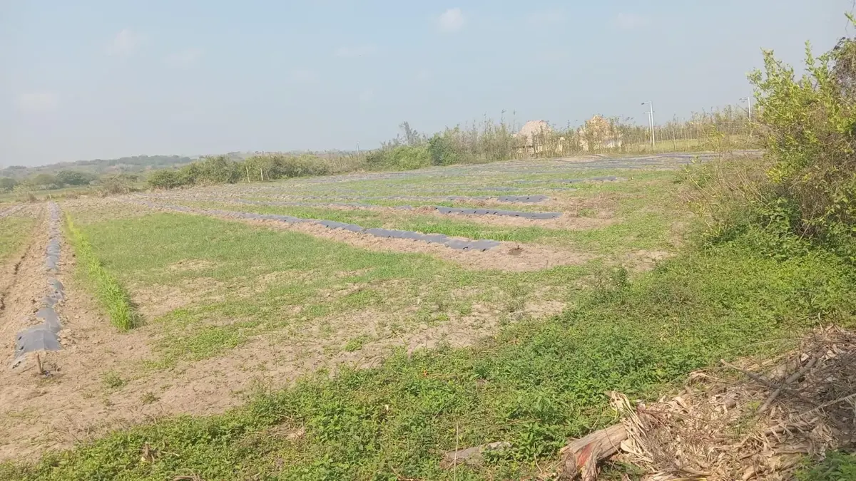 Terreno en venta en El Zapote, Alvarado — foto 1 de 5