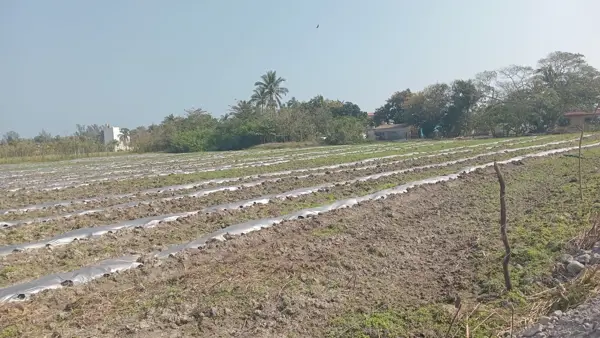 Terreno en venta en El Zapote, Alvarado — foto 2 de 5