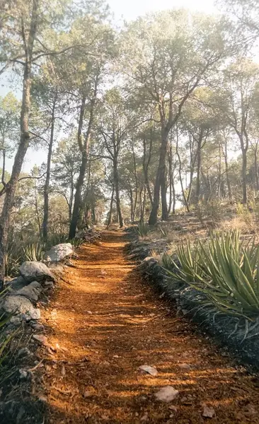Terreno en venta en Huachichil (El Huache), Arteaga — foto 2 de 9