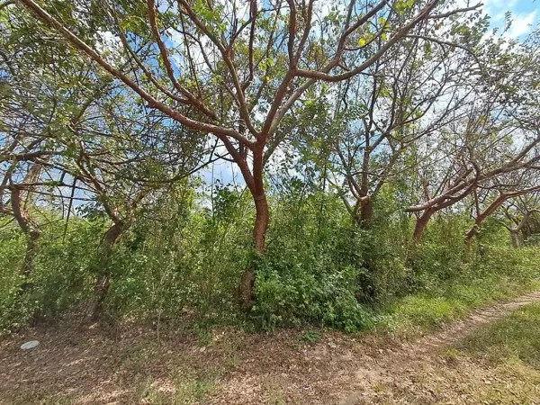 Terreno en venta en Jamapa, Jamapa — foto 3 de 5