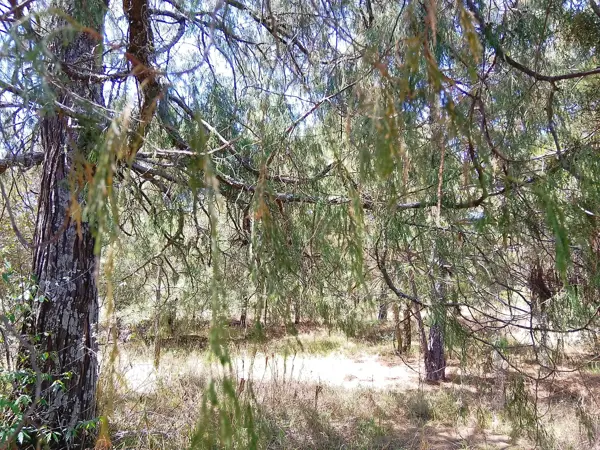 Terreno en venta en Bermúdez, Huasca de Ocampo — foto 3 de 20
