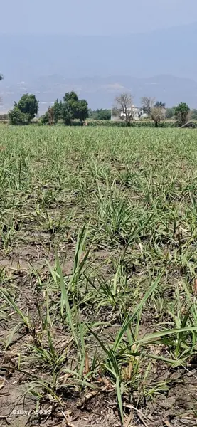 Terreno en venta en San Carlos, Yautepec — foto 2 de 15