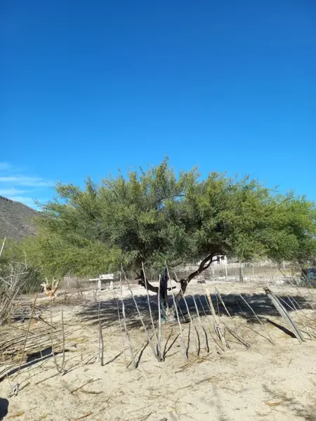 Terreno en venta en Roma, La Paz — foto 2 de 10