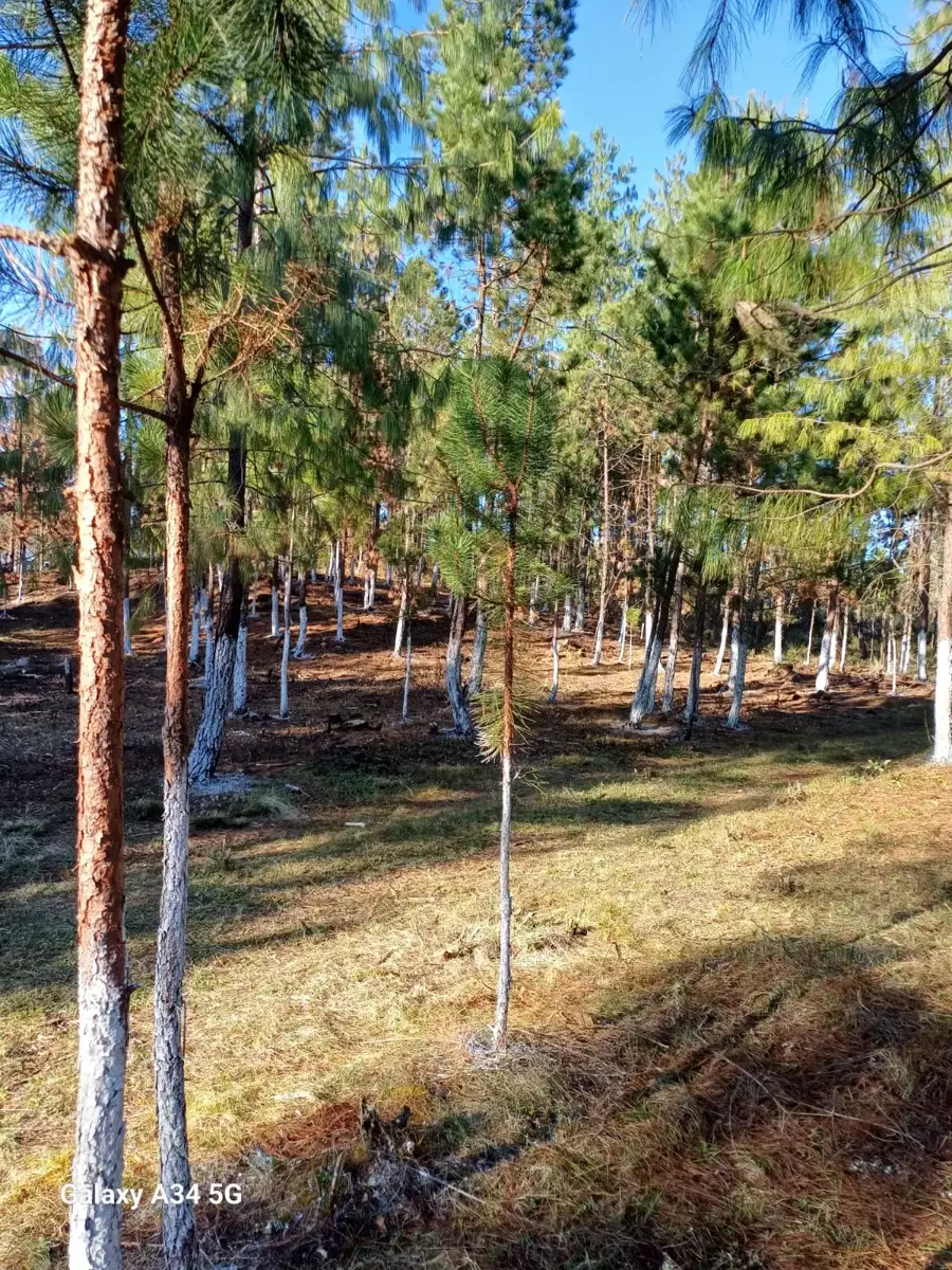 Terreno en venta en Las Lajas (Segunda Sección), Zacatlán — foto 1 de 4
