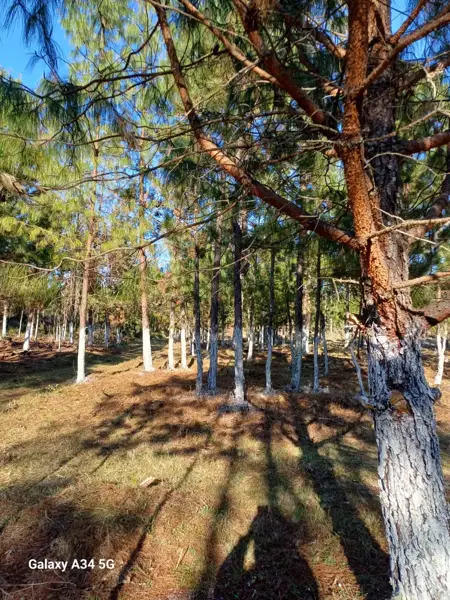 Terreno en venta en Las Lajas (Segunda Sección), Zacatlán — foto 2 de 4