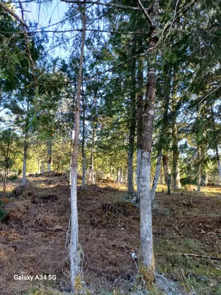 Terreno en venta en Las Lajas (Segunda Sección), Zacatlán — foto 3 de 4