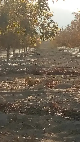 Terreno en venta en Cerro Colorado, Parras — foto 2 de 15