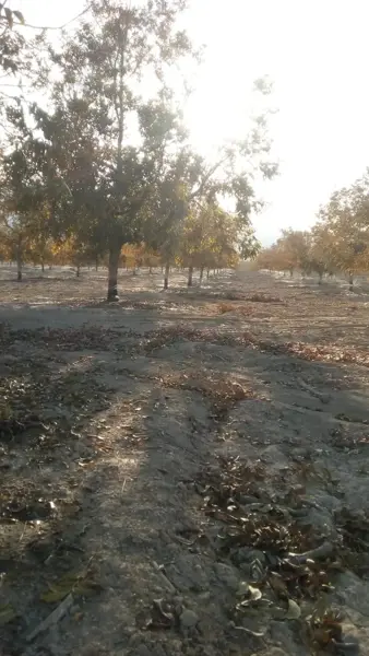 Terreno en venta en Cerro Colorado, Parras — foto 3 de 15