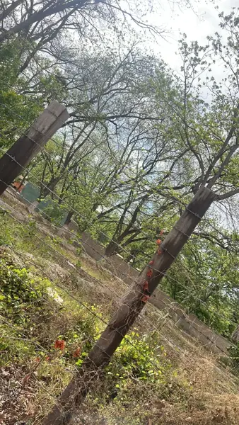 Terreno en venta en De La Loma, Parras — foto 2 de 5