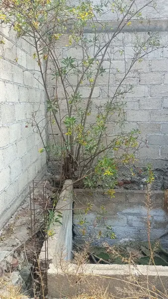 Terreno en venta en La Palma, Pachuca de Soto — foto 3 de 19
