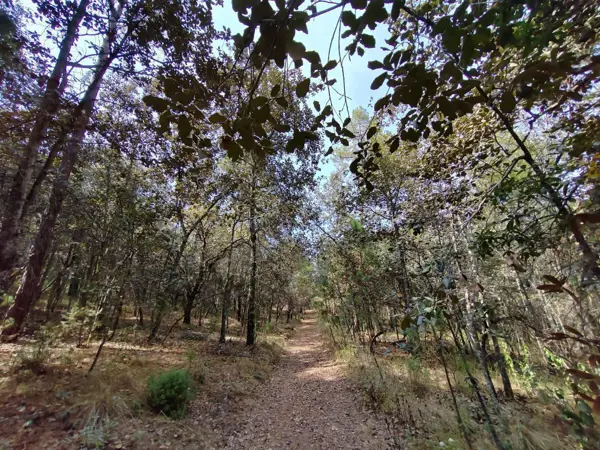 Terreno en venta en Bermúdez, Huasca de Ocampo — foto 3 de 19