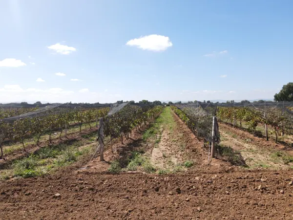 Terreno en venta en Arboledas, Luis Moya — foto 3 de 19