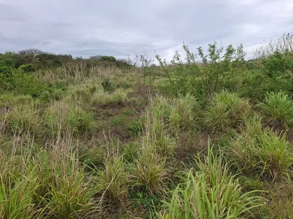 Terreno en venta en Anton Lizardo, Alvarado — foto 2 de 10