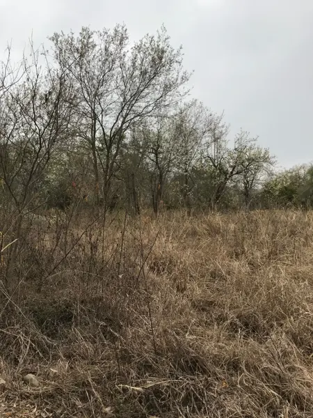 Terreno en venta en Los Sabinos (Sabinos de Abajo), Allende — foto 3 de 11