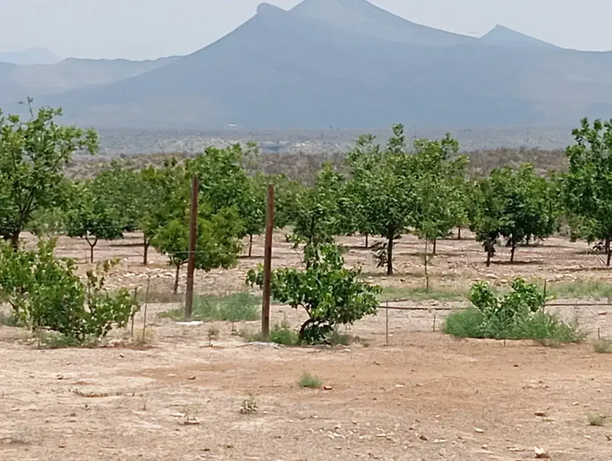 Terreno en venta en San Francisco de los Desmontes, Ramos Arizpe — foto 1 de 15