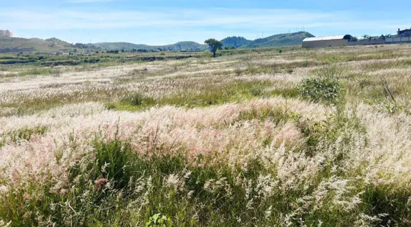 Terreno en venta en Pueblo Chipilo de Francisco Javier Mina, San Gregorio Atzompa — foto 2 de 4