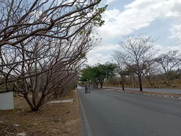 Terreno en venta en Juan Pablo II, Mérida — foto 3 de 11