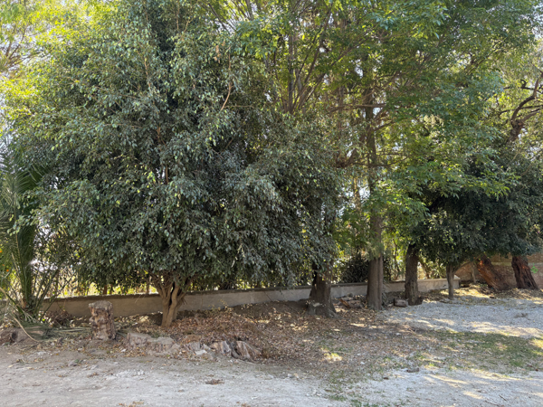 Terreno en venta en Ex-Hacienda de Santa Teresa, San Andrés Cholula — foto 3 de 6