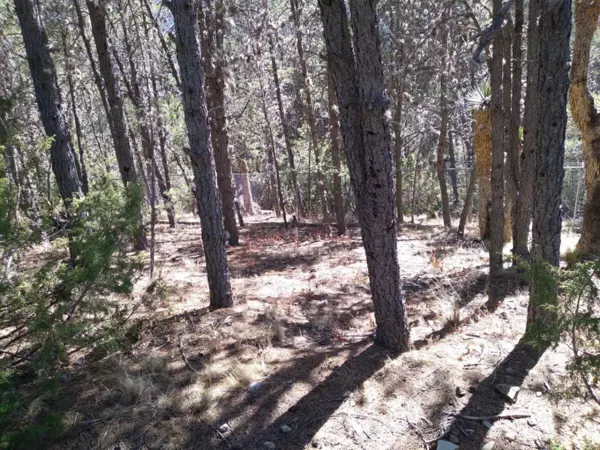 Terreno en venta en Huachichil (El Huache), Arteaga — foto 2 de 4